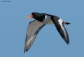 Oystercatcher 0410